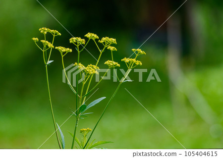 The seven autumn herbs Yellow flowers of the Apocynaceae 105404615
