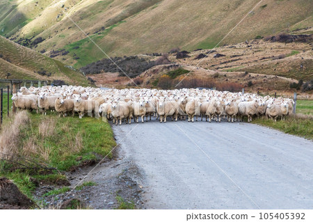 Photograph of sheep being herded along a road to a new pasture near Lake Moke in New Zealand 105405392