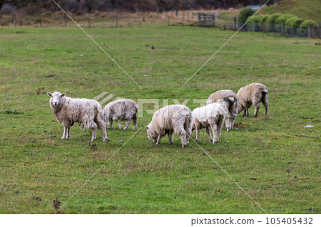 Photograph of sheep grazing in a lush green field near Lake Moke in New Zealand Photograph of sheep grazing in a lush green field near Lake Moke in New Zealand 105405432