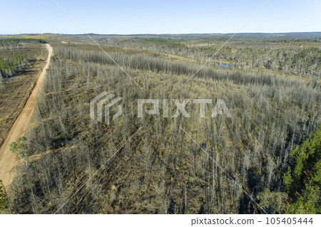 Drone aerial photograph of a forest affected by bushfire in the Central Tablelands of New South Wales in Australia 105405444