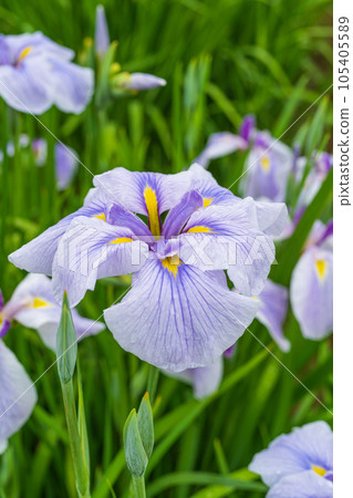 Purple iris 105405589