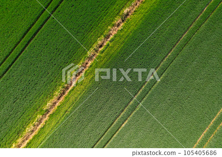 Aerial view Geometrical top view of green wheat corn field. Flying view of green corn seedlings. Corn tops in pattern. Agricultural landscape. Minimalist wallpaper cultivated land. Agrarian industry Aerial view Geometrical top view of green wheat corn field. Flying view of green corn seedlings. Corn tops in pattern. Agricultural landscape. Minimalist wallpaper cultivated land. Agrarian industry 105405686