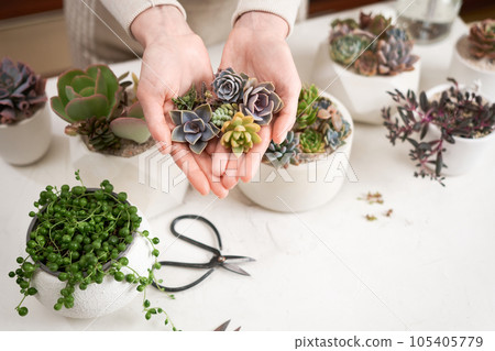 Woman holding Echeveria Succulent house plant cuttings in a hands 105405779