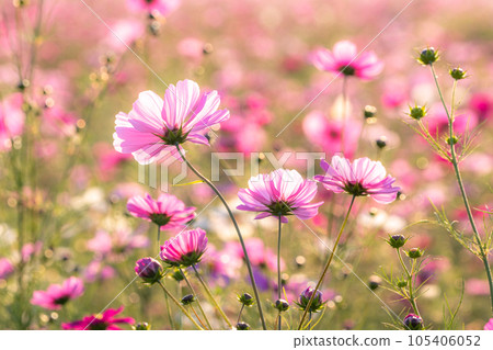 "Saitama Prefecture" Cosmos in full bloom, Fukiage cosmos field 105406052