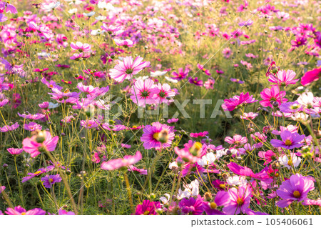 "Saitama Prefecture" Cosmos in full bloom, Fukiage cosmos field 105406061