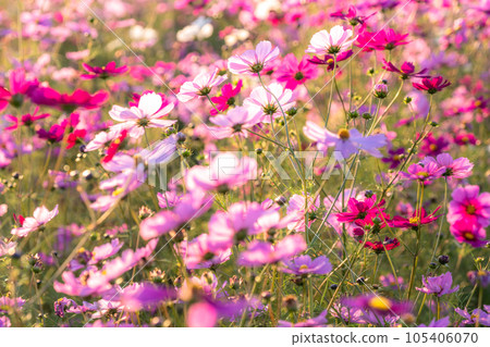 "Saitama Prefecture" Cosmos in full bloom, Fukiage cosmos field 105406070