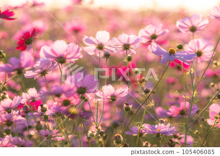 "Saitama Prefecture" Cosmos in full bloom, Fukiage cosmos field 105406085