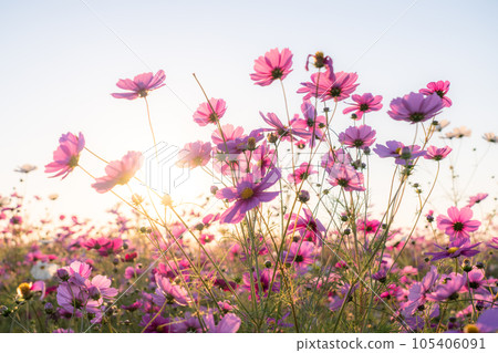 "Saitama Prefecture" Cosmos in full bloom, Fukiage cosmos field 105406091