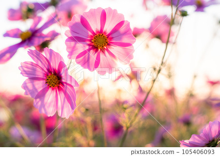 “埼玉縣”波斯菊盛開，吹上波斯菊田 105406093