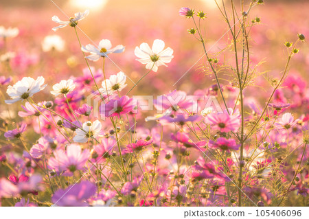 "Saitama Prefecture" Cosmos in full bloom, Fukiage cosmos field 105406096
