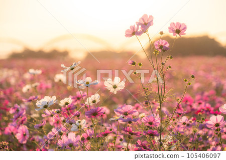 "Saitama Prefecture" Cosmos in full bloom, Fukiage cosmos field 105406097