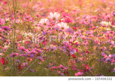"Saitama Prefecture" Cosmos in full bloom, Fukiage cosmos field 105406102