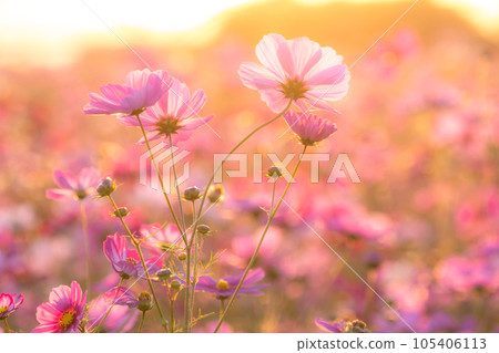 "Saitama Prefecture" Cosmos in full bloom, Fukiage cosmos field 105406113