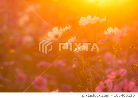 "Saitama Prefecture" Cosmos in full bloom, Fukiage cosmos field 105406120