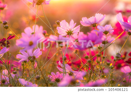 "Saitama Prefecture" Cosmos in full bloom, Fukiage cosmos field 105406121