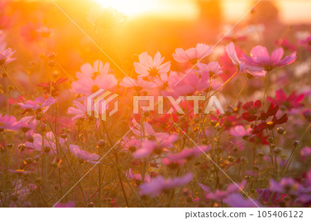 “埼玉縣”波斯菊盛開，吹上波斯菊田 105406122