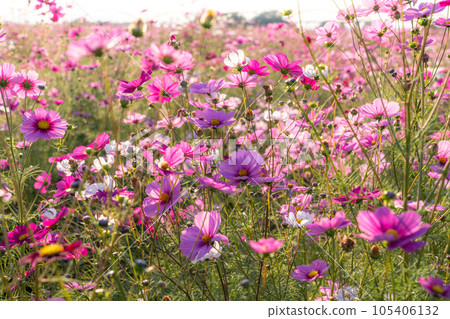 "Saitama Prefecture" Cosmos in full bloom, Fukiage cosmos field 105406132