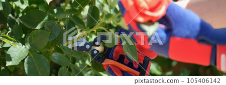 Hands in gloves trimming bushes of red roses in garden with secateur. Hands in gloves trimming bushes of red roses in garden with secateur. 105406142
