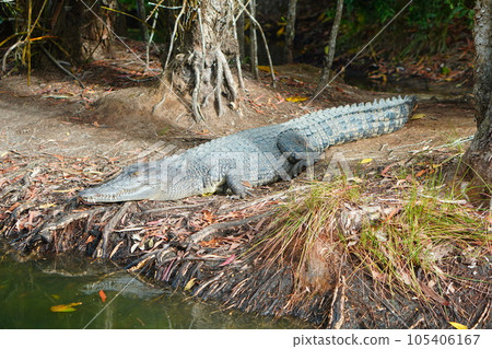 crocodile crocodile 105406167