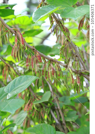 Leaves and fruits of Cercis chinensis Leaves and fruits of Cercis chinensis 105406371