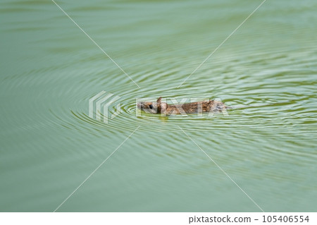 A field mouse leisurely swimming on the surface of green water 105406554