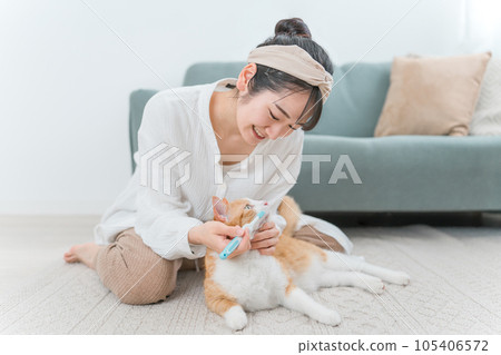 Owner Asian woman brushing her cat's teeth 105406572