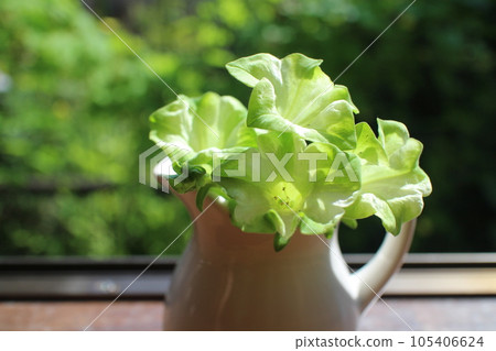 在凸窗種植矮牽牛純水 在凸窗種植矮牽牛純水 105406624
