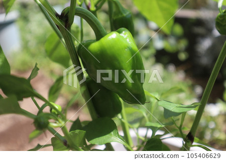 Green pepper at home garden Green pepper at home garden 105406629
