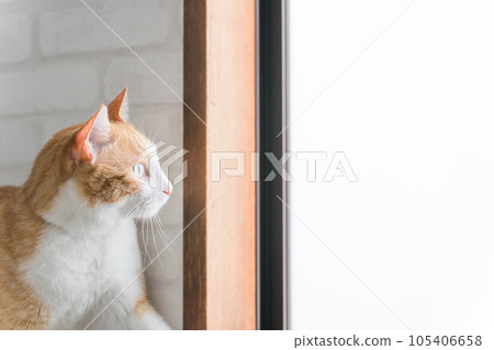 Cats and pets looking out the window (territory, territory, sunbathing) Cats and pets looking out the window (territory, territory, sunbathing) 105406658
