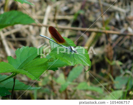 裁剪標記 裁剪標記 105406757