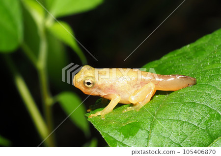 有尾巴的少年青蛙 105406870