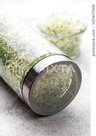 Microgreens grown in a jar. Microgreens grown in a jar. 105407000