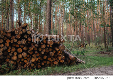Removal of trees to make room. Forest degradation. High quality photo Removal of trees to make room. Forest degradation. High quality photo 105407068