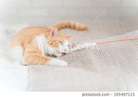 主人用貓玩具和貓玩耍 105407115