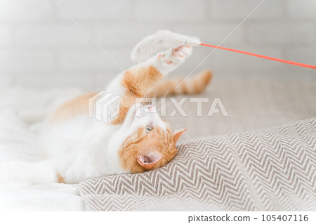 Owner playing with cat using cat toy Owner playing with cat using cat toy 105407116