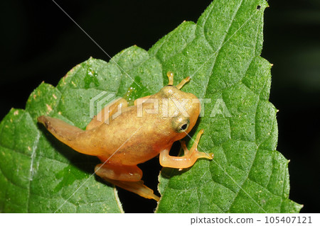 有尾巴的少年青蛙 有尾巴的少年青蛙 105407121