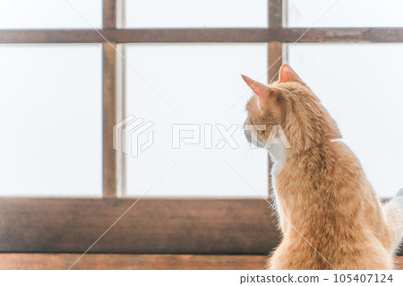 Cats and pets looking out the window (territory, territory, sunbathing) Cats and pets looking out the window (territory, territory, sunbathing) 105407124