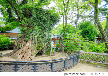 初夏的箱崎神社,神樹,福岡縣東區 初夏的箱崎神社,神樹,福岡縣東區 105407198