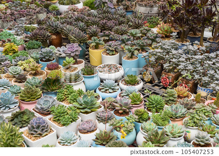 Many potted succulents of Echeveria elegans, Echeveria, Sedum,Graptopetalum (leatherpetal) at a flower market Many potted succulents of Echeveria elegans, Echeveria, Sedum,Graptopetalum (leatherpetal) at a flower market 105407253