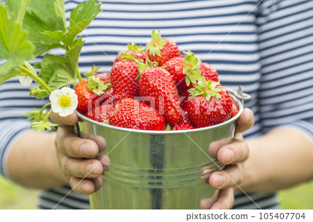Womans hands are holding a bucket with freshly picked strawberries Womans hands are holding a bucket with freshly picked strawberries 105407704