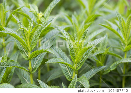 The mint plant grow in the vegetable garden . Closeup of fresh mint plant The mint plant grow in the vegetable garden . Closeup of fresh mint plant 105407740