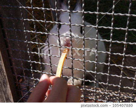 Rabbit eating carrots Rabbit eating carrots 105407880