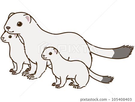 Stoat parent and child (winter hair) Stoat parent and child (winter hair) 105408403