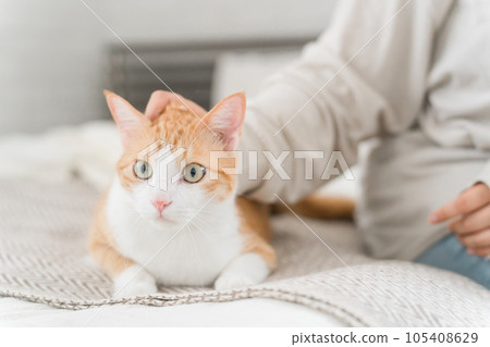 Woman playing with pet cat in bedroom at home 105408629