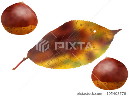 秋天的意象“櫻花葉與秋葉”和“栗子” 秋天的意象“櫻花葉與秋葉”和“栗子” 105408776