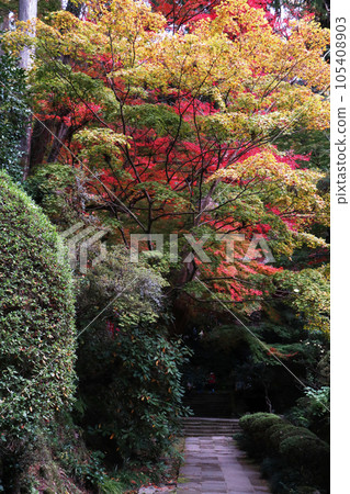 紅色鬱金香 105408903