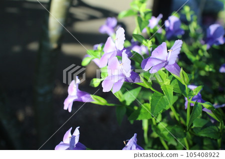 Super Torenia flower in the morning sun Super Torenia flower in the morning sun 105408922