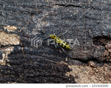 Longhorned beetle 105408990
