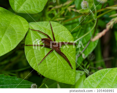 Wandering spider, Sterile spider family 105408991