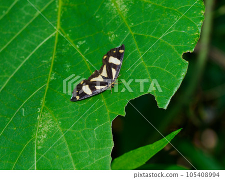 Diurnal moth Pale yellow moth on black Papilionidae 105408994